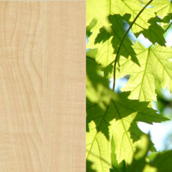 Holzart_Ahorn_massiv_3 Holzart_Ahorn_massiv_3