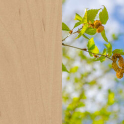Holzart_Birke_massiv_3 Holzart_Birke_massiv_3