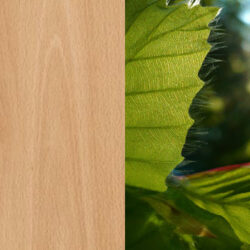 Holzart_Buche_massiv_3 Holzart_Buche_massiv_3