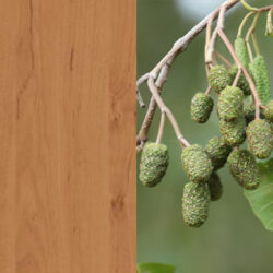 Holzart_Erle_massiv_3 Holzart_Erle_massiv_3