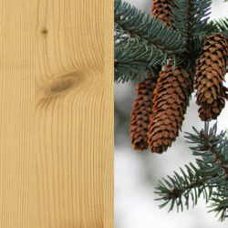 Holzart_Fichte_massiv_3 Holzart_Fichte_massiv_3