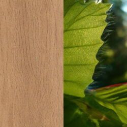 Holzart_Kernbuche_massiv_3 Holzart_Kernbuche_massiv_3