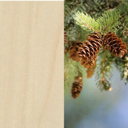 Holzart_Kiefer_massiv_3 Holzart_Kiefer_massiv_3