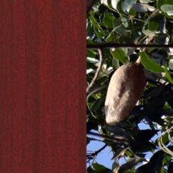 Holzart_Mahagoni_massiv_3 Holzart_Mahagoni_massiv_3