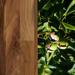 Holzart_Nussbaum_massiv_3 Holzart_Nussbaum_massiv_3
