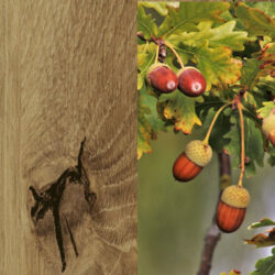 Holzart_Wildeiche_massiv_3 Holzart_Wildeiche_massiv_3